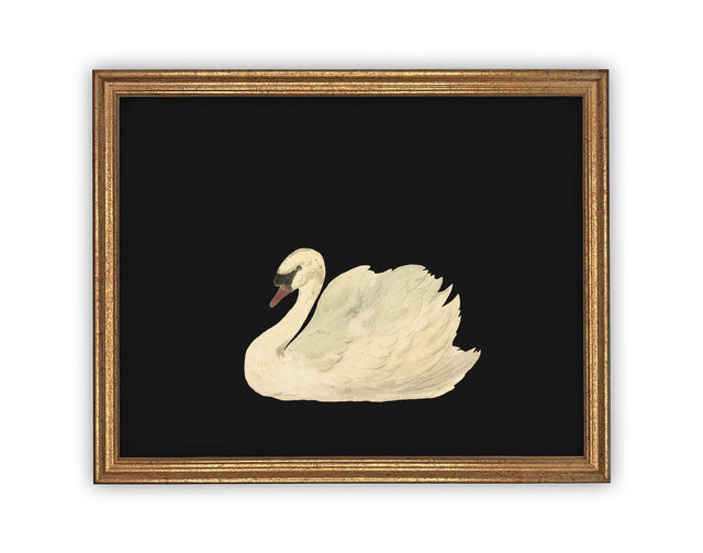 Black Swan Vintage Art