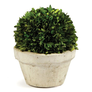 Boxwood  Ball in Pot Topiary