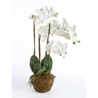 Iza Phalaenopsis Drop-In