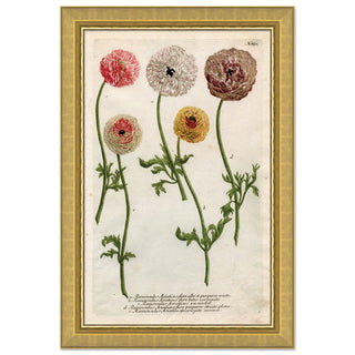 Home Accents Weiman Ranunculous 1 Framed Art